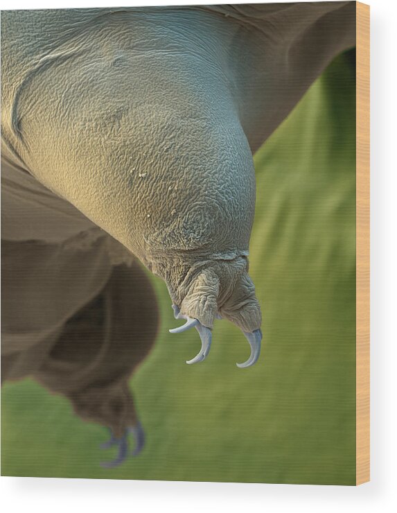 Animal Wood Print featuring the photograph Water Bear Or Tardigrade #10 by Meckes/ottawa