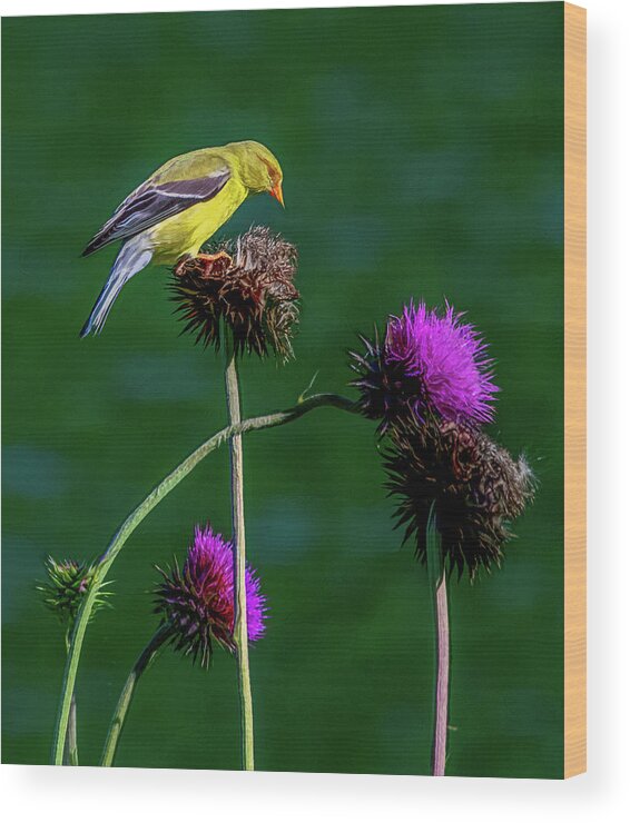 Songbird Wood Print featuring the photograph American Goldfinch, Painterly by Marcy Wielfaert