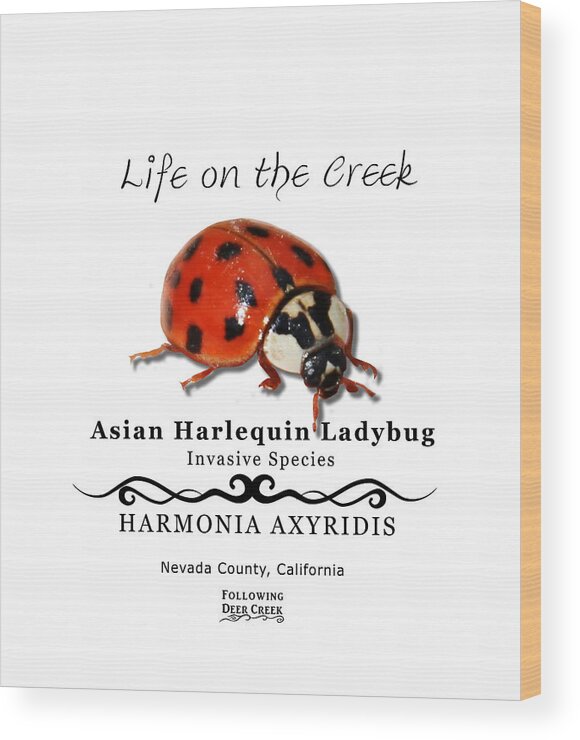 Ladybug Wood Print featuring the digital art Asian Harlequin Ladybug by Lisa Redfern