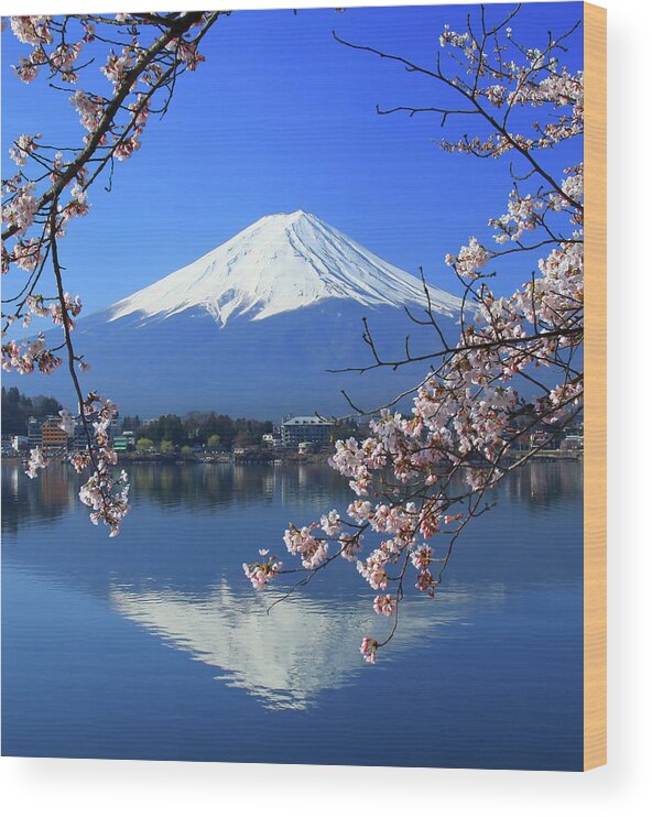 Tranquility Wood Print featuring the photograph Beautiful Cherry Blossoms With Mount by Photo By Prasit Chansareekorn