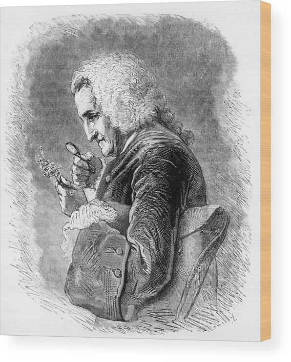 Engraving Wood Print featuring the drawing Bernard De Jussieu, 18th Century French by Print Collector