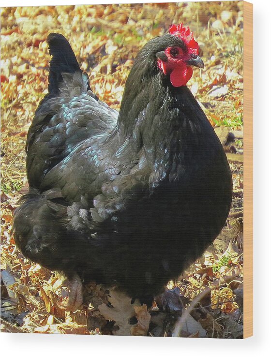 Black Chickens Wood Print featuring the photograph Black Jersey Giant by Linda Stern