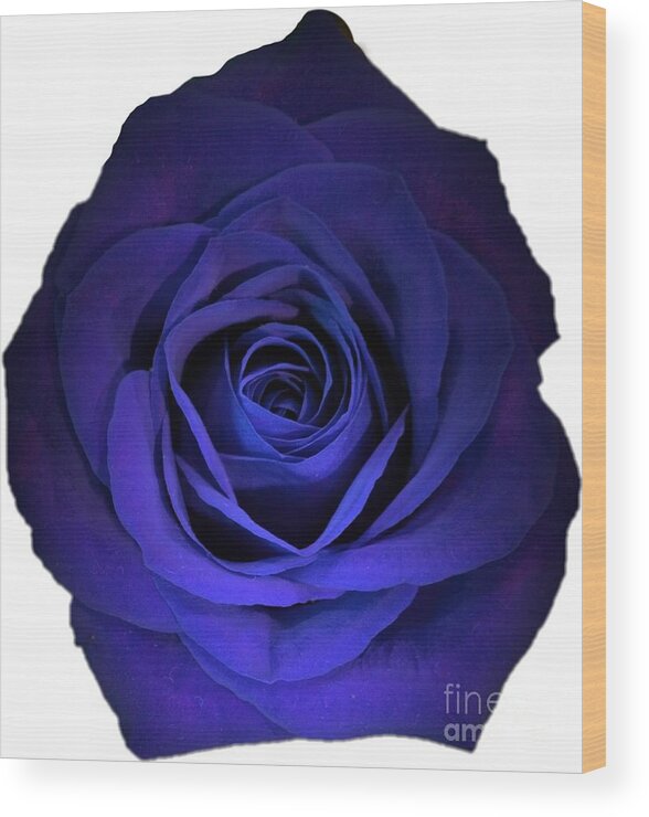 Blue Wood Print featuring the photograph Blue Rose Flower Photograph Best for Shirts by Delynn Addams