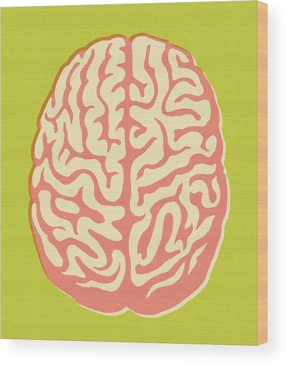 Anatomical Wood Print featuring the drawing Brain on Green Background by CSA Images