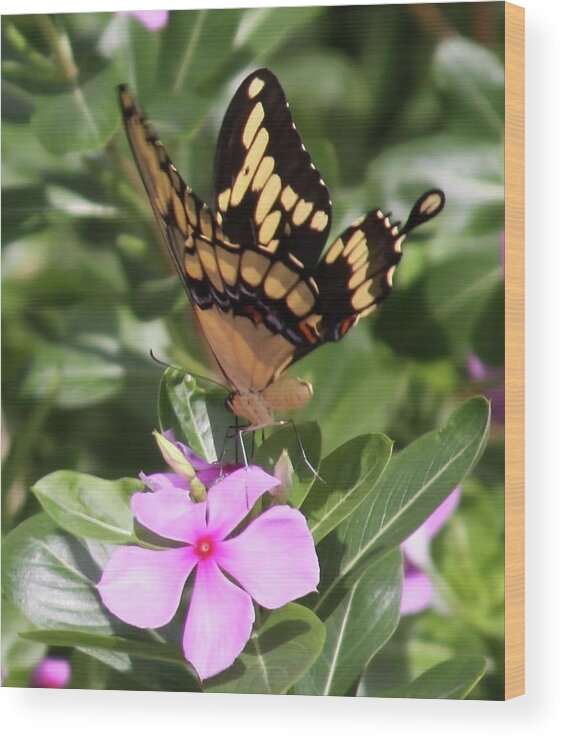 Butterfly Drinking Nectar Wood Print featuring the photograph Butterfly Drinking Nectar by Philip And Robbie Bracco