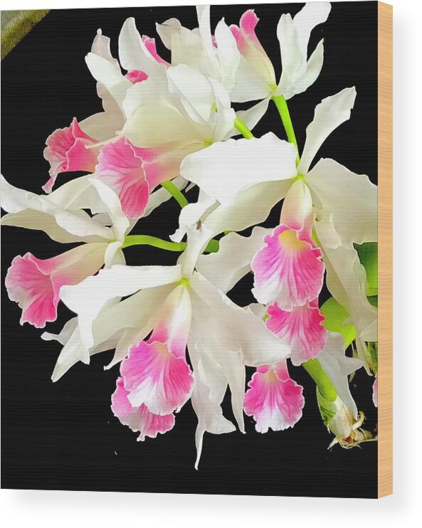 #flowersofaloha #cattleyaorchidsinpink #aloha #flowers #orchids #hiloorchidshow #pink Wood Print featuring the photograph Cattleya Aloha in Pink by Joalene Young