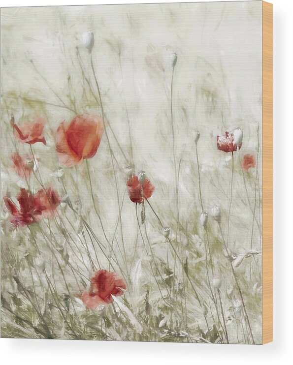 Poppies Wood Print featuring the photograph Corn Rose by Gilbert Claes