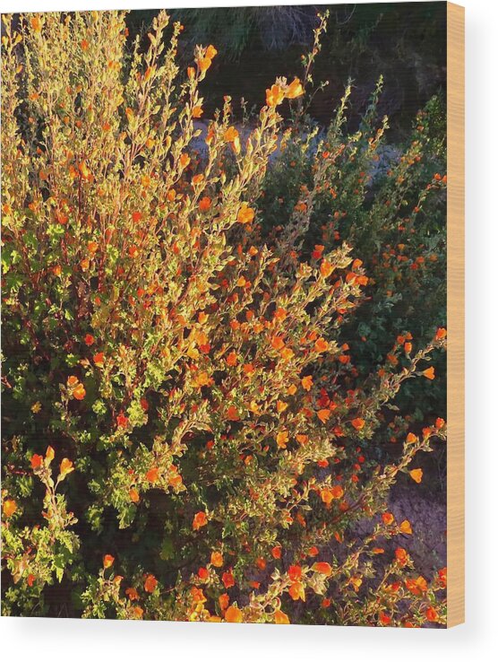 Arizona Wood Print featuring the photograph Desert Globemallows by the Wash by Judy Kennedy