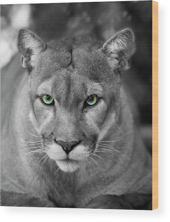 Animals In The Wild Wood Print featuring the photograph Florida Panther Black & White Eyes In by Denguy