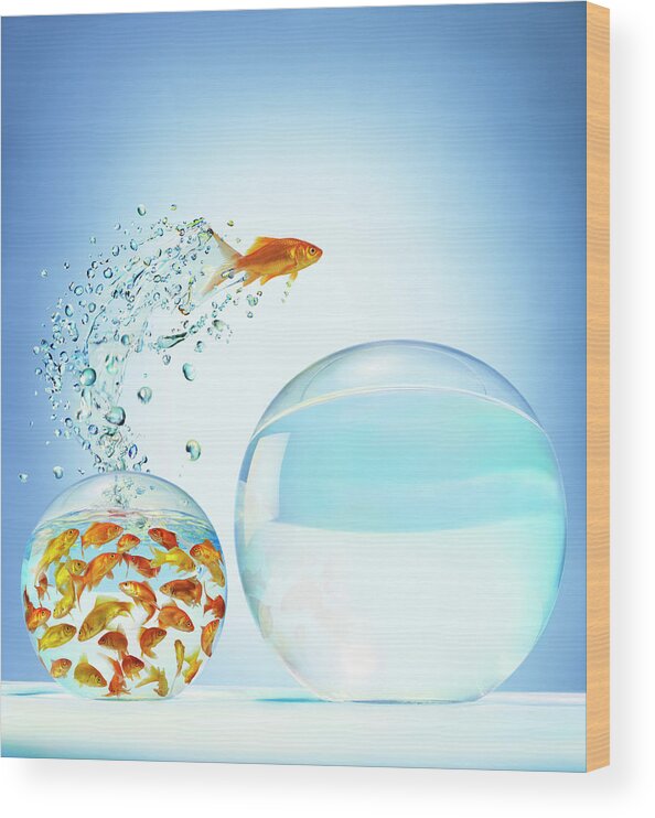 Pets Wood Print featuring the photograph Goldfish Jumping Out Of Overcrowded by Gandee Vasan