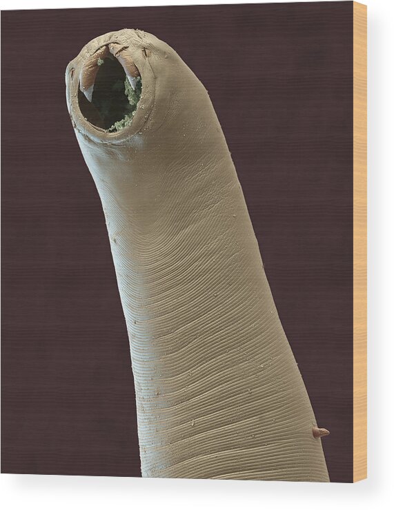 Worm on Hook Acrylic Print