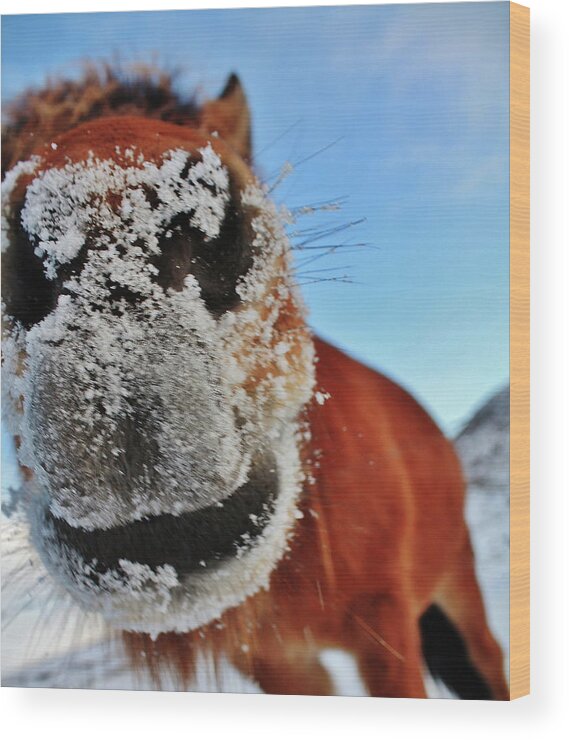 Horse Wood Print featuring the photograph Just Saying Hi by Jaana-marja Rotinen