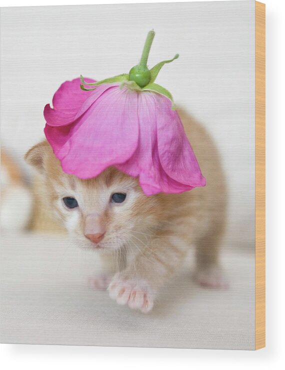 Kitten Walking With Flower Hat Wood Print By Sanna Pudas