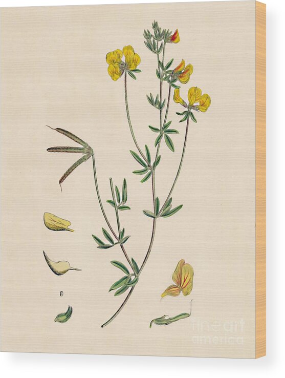 Hairy Wood Print featuring the drawing Lotus Tenius. Slender Birds-foot by Print Collector