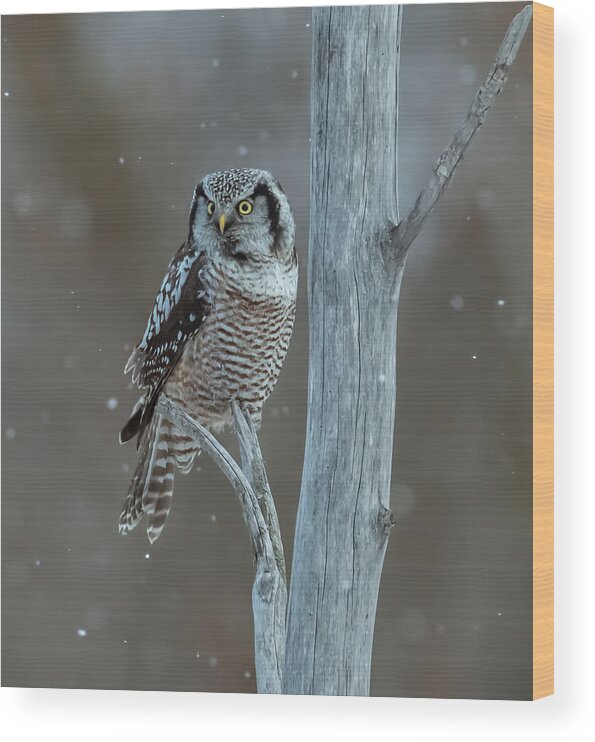 Northern Wood Print featuring the photograph Northern Hawk Owl by Donald Luo
