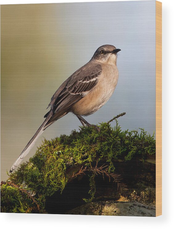 Northern Wood Print featuring the photograph Northern Mockingbird by Verdon