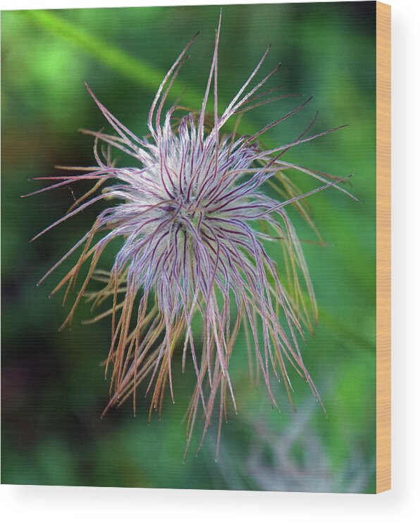 Flower Wood Print featuring the photograph Pasque Flower is a species belonging to the buttercup family Ran by Steve Estvanik