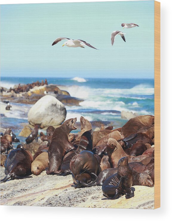 Sea Lion Wood Print featuring the photograph Picture Of Sea Lion And Seagull by Bo1982