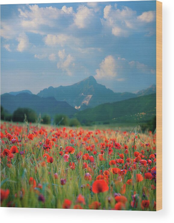 Scenics Wood Print featuring the photograph Poppy Field by Swetta