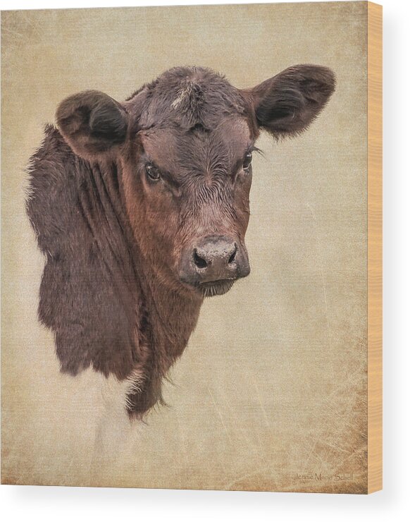 Calf Wood Print featuring the photograph Rustic Texas Longhorn Calf Portrait by Jennie Marie Schell