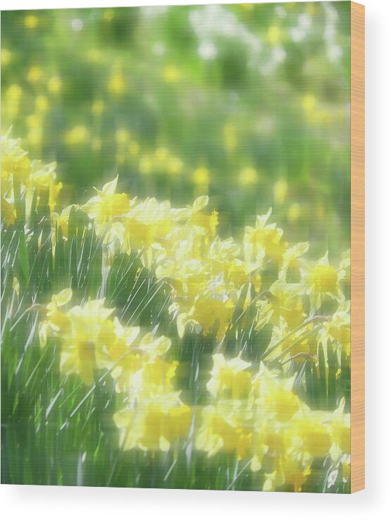 Daffodils Wood Print featuring the photograph Spring Daffodils by Ken Krolikowski