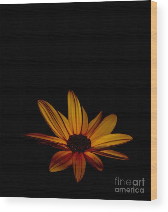 Jerusalem Wood Print featuring the photograph Sunflower Sublime by Debra Banks