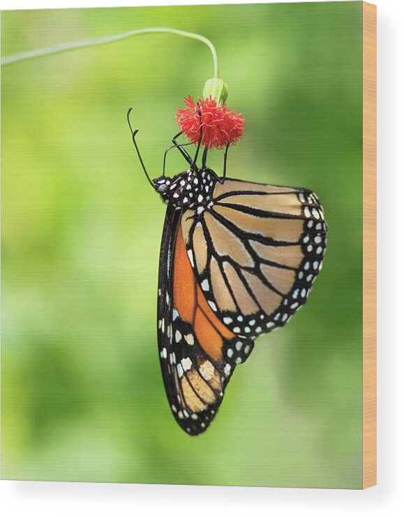 Monarch Wood Print featuring the photograph Tasty Orange by Art Cole