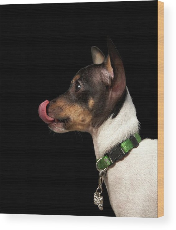 Pets Wood Print featuring the photograph Tongue Out Of Black And White Rat by M Photo