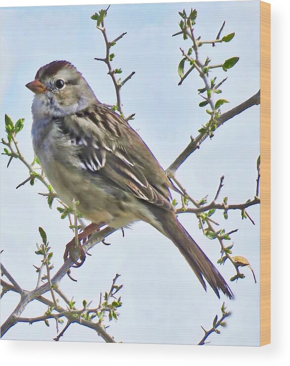 Affordable Wood Print featuring the photograph White-Crowned Sparrow on Creosote by Judy Kennedy