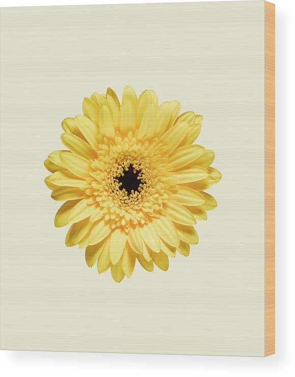 Sparse Wood Print featuring the photograph Yellow Gerbera by Adrian Burke