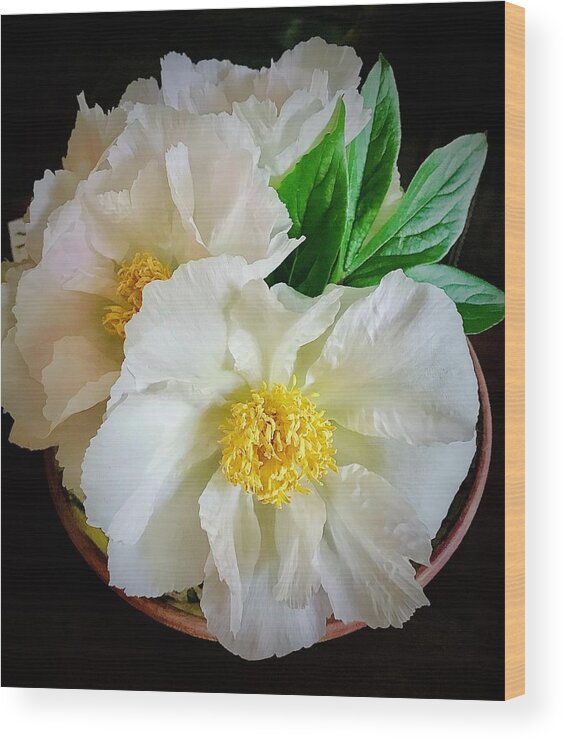 Peonies Wood Print featuring the photograph A Plate Full Of Peonies by Alida M Haslett