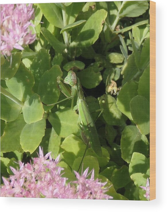 Mantis Wood Print featuring the photograph A Predator Lurks by Christopher Reed