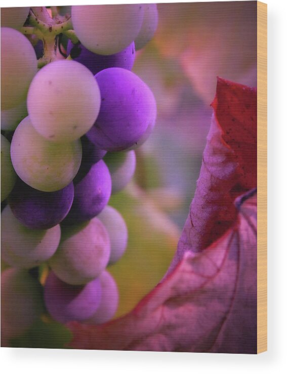 Grapes Wood Print featuring the photograph Almost Ripe Grapes by Sally Bauer