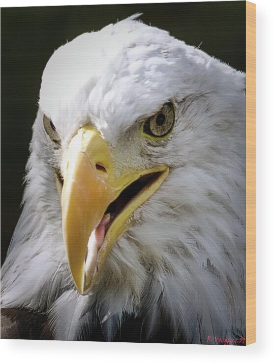 Swan Wood Print featuring the photograph American Bald Eagle by Rene Vasquez
