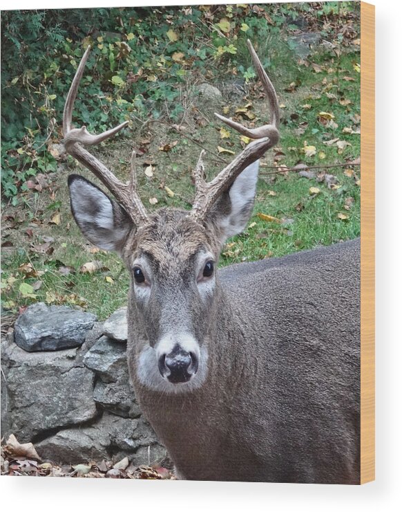 Deer Wood Print featuring the photograph Backyard Buck by Russel Considine