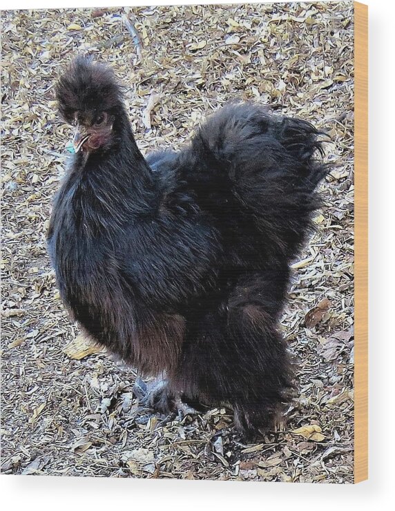 Black Chickens Wood Print featuring the photograph Black Silkie Bantam by Linda Stern