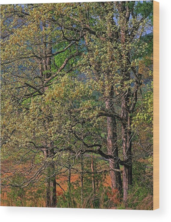 Tim Fitzharris Wood Print featuring the photograph Cades Cove, Great Smoky Mountains National Park, Tennessee by Tim Fitzharris