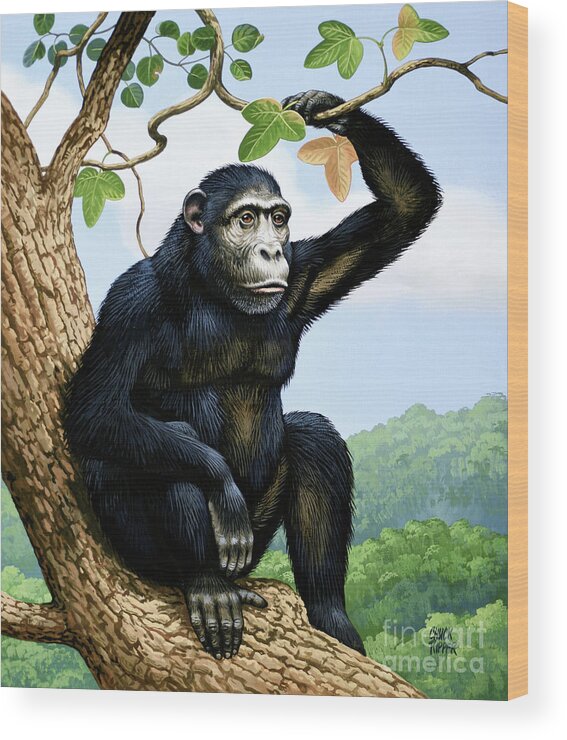 Chuck Ripper Wood Print featuring the painting Chimpanzee Sitting On Tree Branch by Chuck Ripper