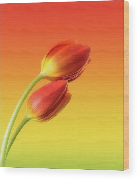 Tulips Wood Print featuring the photograph Colorful Tulips by Wim Lanclus