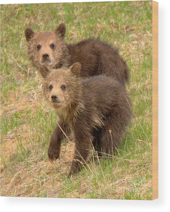 Grizzly Wood Print featuring the photograph Cute Grizzly Bear Duo Closeup by Adam Jewell