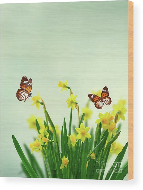 Daffodil Wood Print featuring the photograph Daffodils and Butterflies by Anastasy Yarmolovich