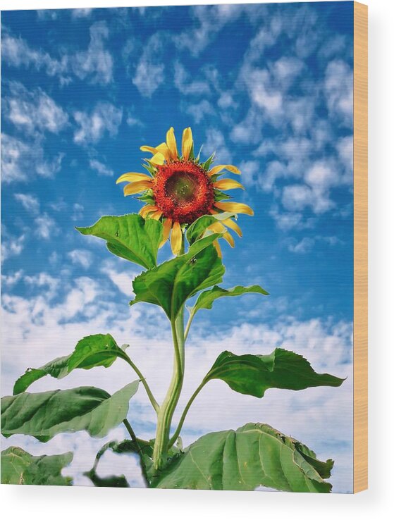 Yellow Wood Print featuring the photograph Dancing Desert Sunflower by Judy Kennedy
