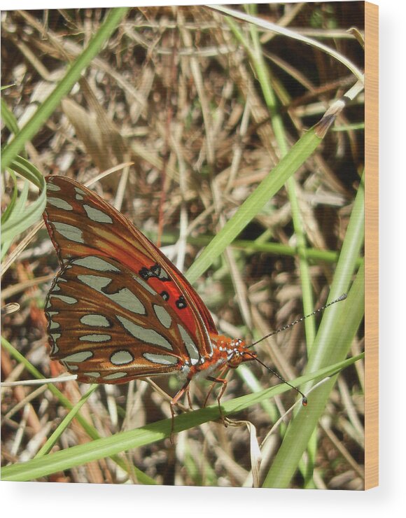 Butterfly Wood Print featuring the photograph Gulf Fritillary Butterfly by Phil And Karen Rispin