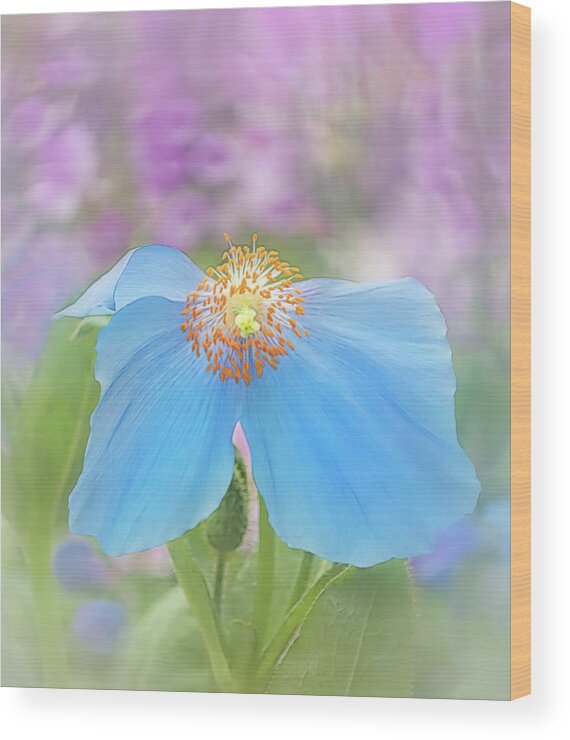 Poppy Wood Print featuring the photograph Himalayan Blue Poppy - In The Garden by Sylvia Goldkranz