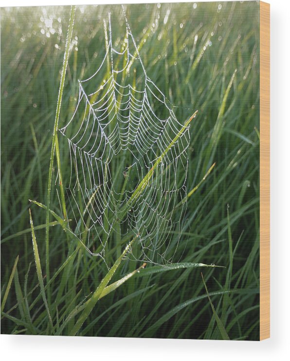 Spider Wood Print featuring the photograph Morning Spider Web by Phil And Karen Rispin