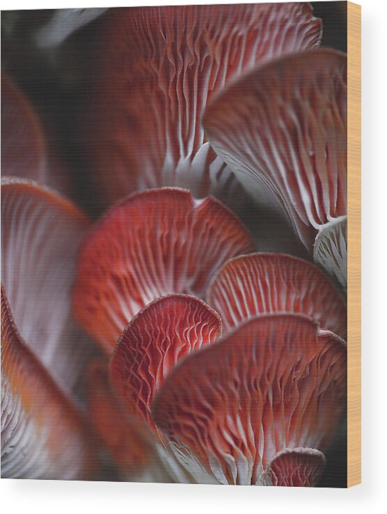 Mountain Wood Print featuring the photograph Mushroom Macro by Go and Flow Photos