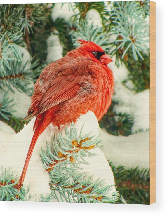 Nature Wood Print featuring the photograph Northern Cardinal by Susan Hope Finley