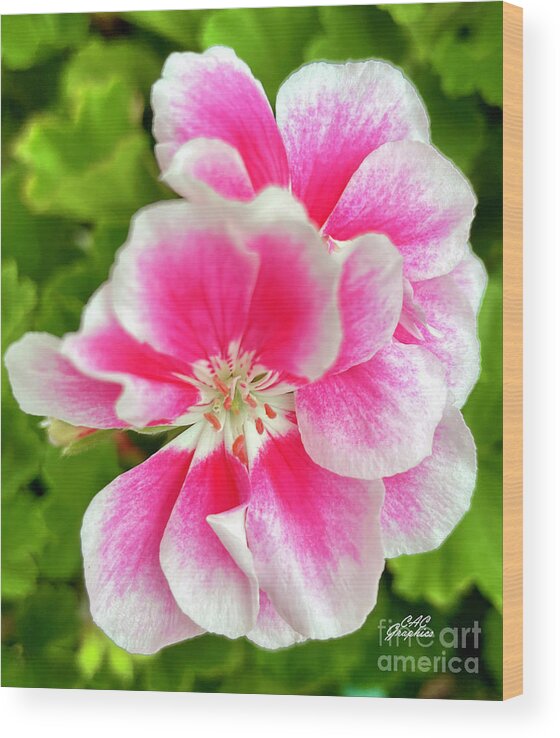 Geranium Wood Print featuring the photograph Pink Geranium by CAC Graphics