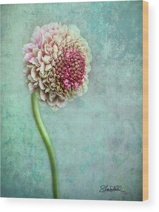 Flowers Wood Print featuring the photograph Pink Pincushion by Shara Abel