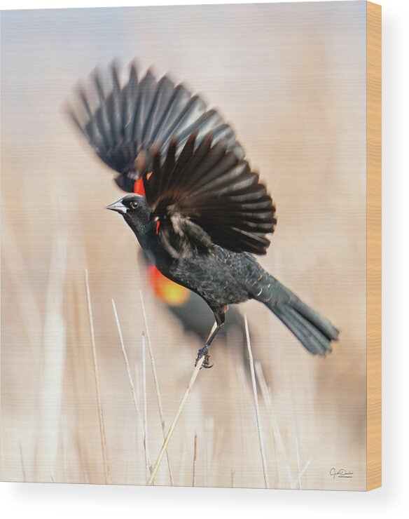 Red-winged Blackbirds Wood Print featuring the photograph Red-winged Blackbird Wingspread by Judi Dressler